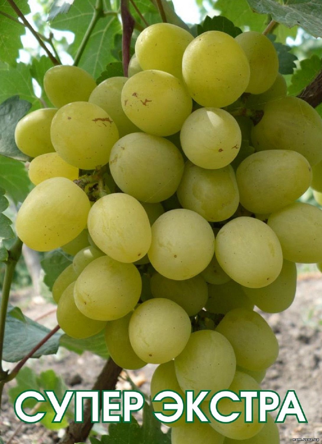 Виноград плодовый супер-Экстра (c3)